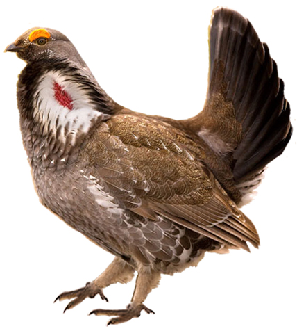 Dusky Grouse
